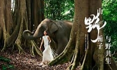 霸王茶姬