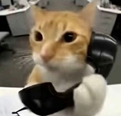 橘猫三角洲自动跑刀