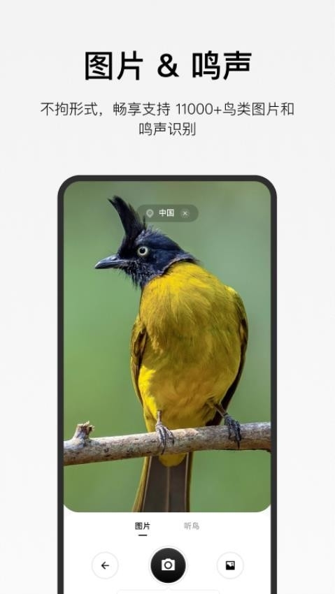 懂鸟全球鸟类识别官方版